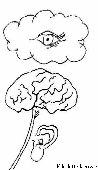 Brain